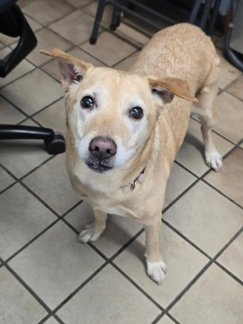 A senior medium-sized female Golden Labrador Retriever dog named Mya for adoption in Edison, NJ
