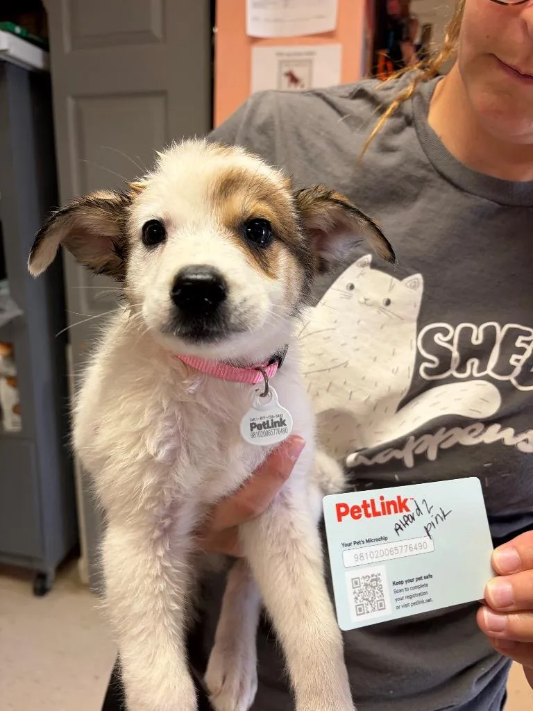 A young medium-sized female Great Pyrenees dog named Alford for adoption in Morgantown, KY