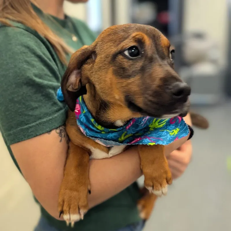 A baby small-sized female Brown / Chocolate Mixed Breed dog named Ridge for adoption in Hendersonville, NC