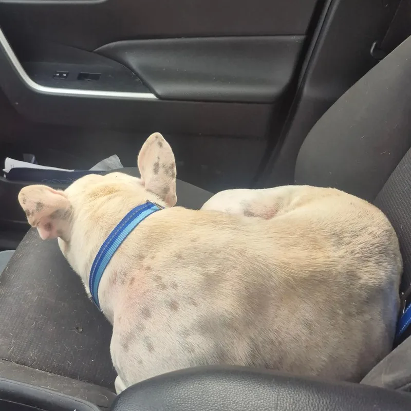 An adult medium-sized male White / Cream English Bulldog dog named Groot for adoption in Aberdeen, NC