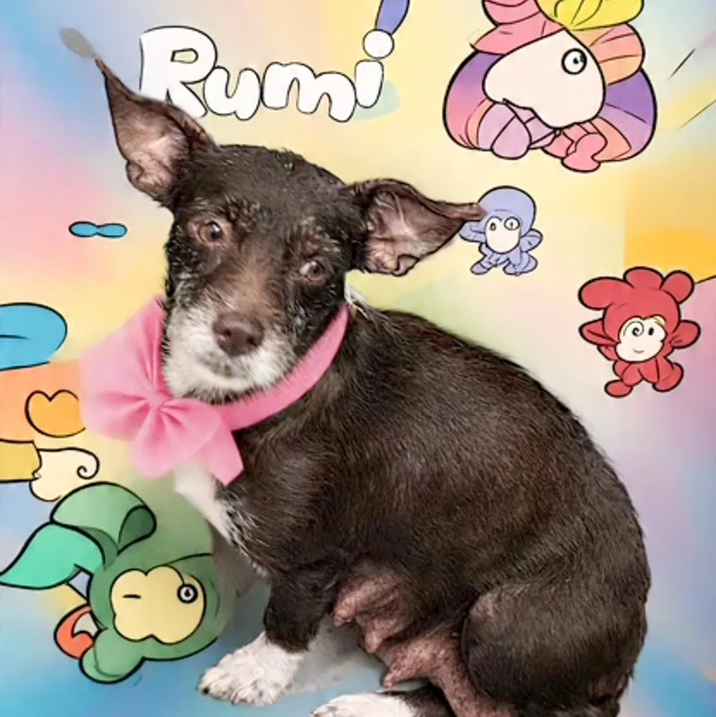 A young small-sized female Tricolor (Brown, Black, & White) Chihuahua dog named Rumi for adoption in Albany, NY