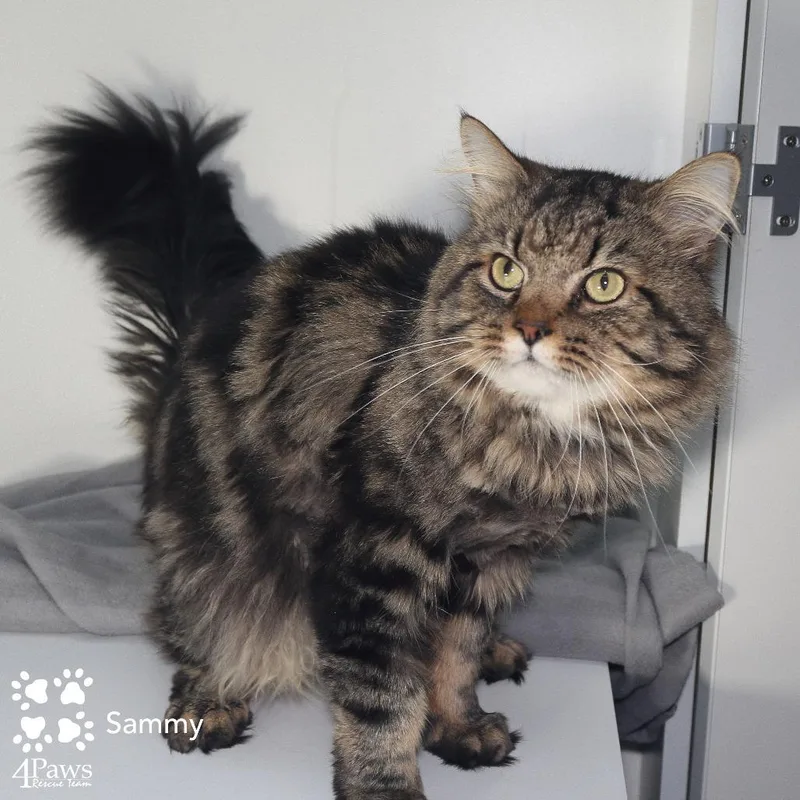 An adult small-sized male Brown / Chocolate Maine Coon cat named Sammy Manassas for adoption in Merrifield, VA