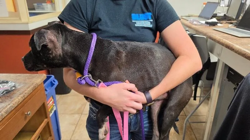 An adult medium-sized male Black Mixed Breed dog named Dude Crush for adoption in Cincinnati, OH