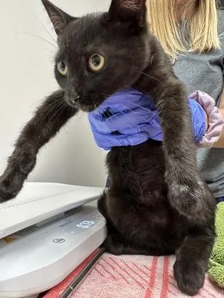 A baby small-sized male Black Domestic Short Hair cat named Florian for adoption in Sacramento, CA