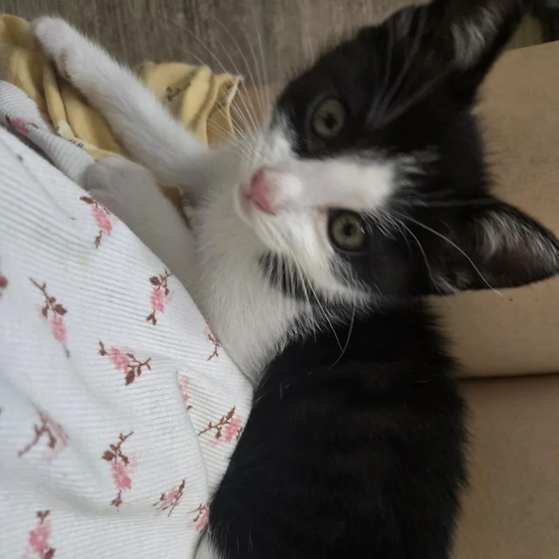Aro