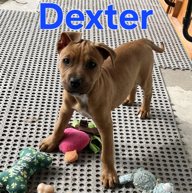 Dexter