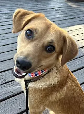 A young medium-sized male Golden Labrador Retriever dog named Lucky for adoption in Santa Ana, CA