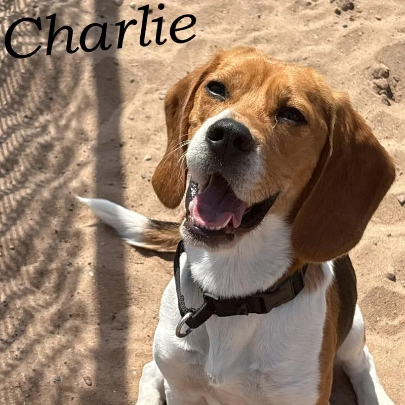 An adult medium-sized male Black Beagle dog named Charlie for adoption in Escanaba, MI