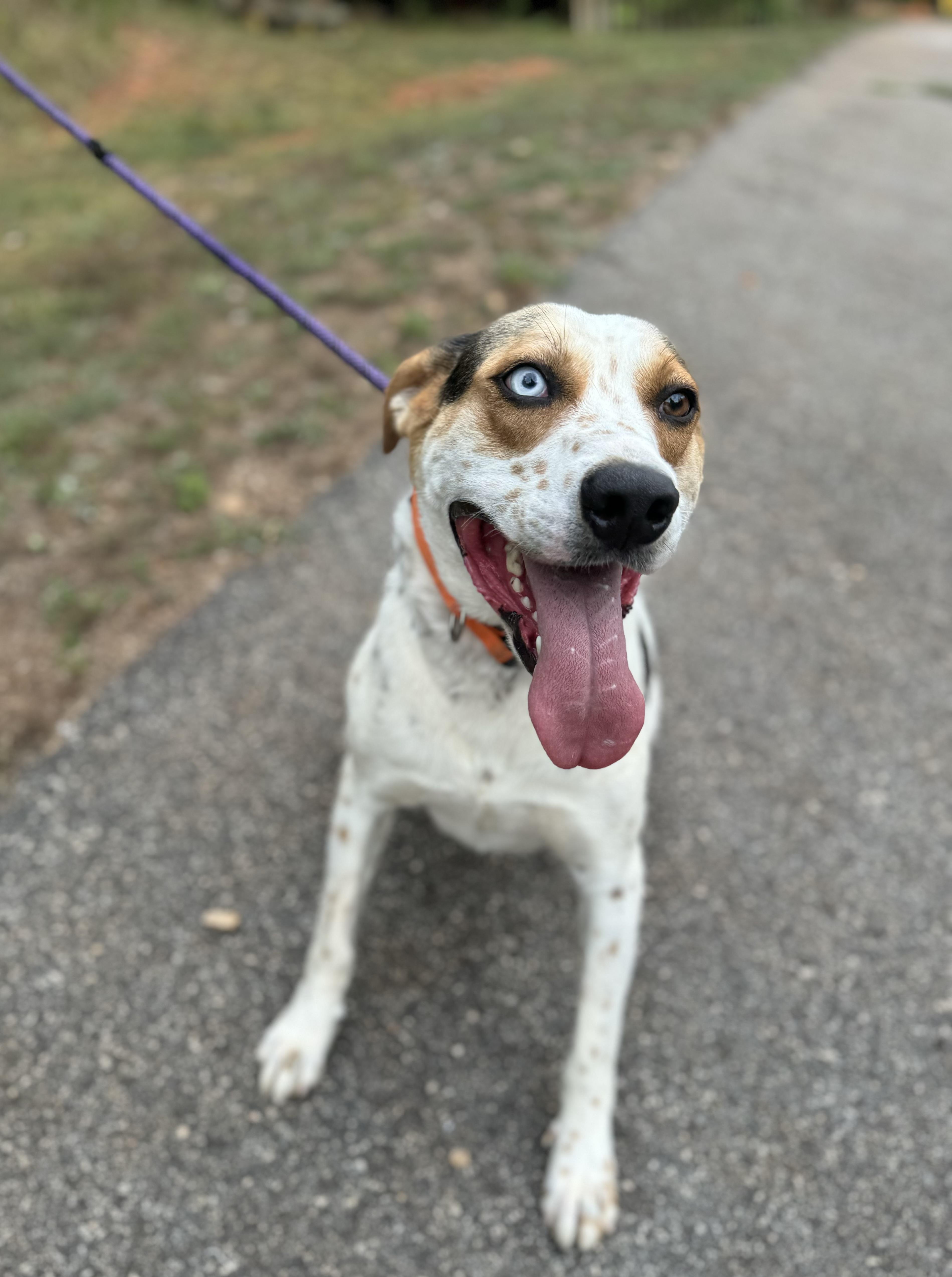 An adult medium-sized male Tricolor (Brown, Black, & White) Cattle Dog dog named Rufus for adoption in Danielsville, GA
