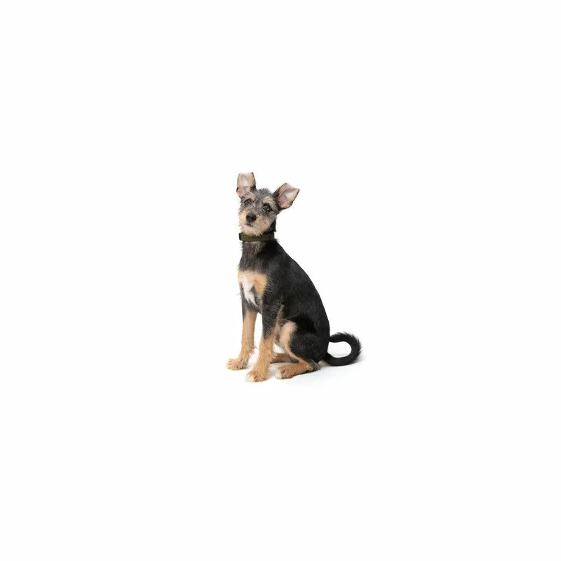 A baby small-sized male Black Terrier dog named Jack for adoption in Playa Vista, CA