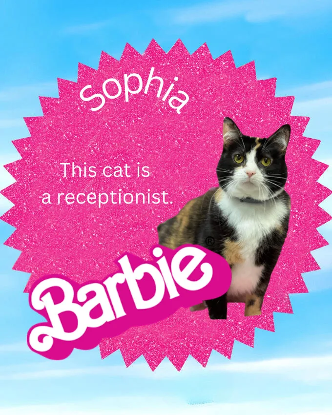 A senior medium-sized female Calico American Shorthair cat named Sophia for adoption in Huntington, WV
