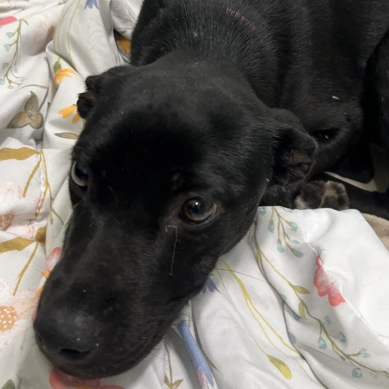 A young medium-sized female Black Labrador Retriever dog named Violina for adoption in Austin, TX