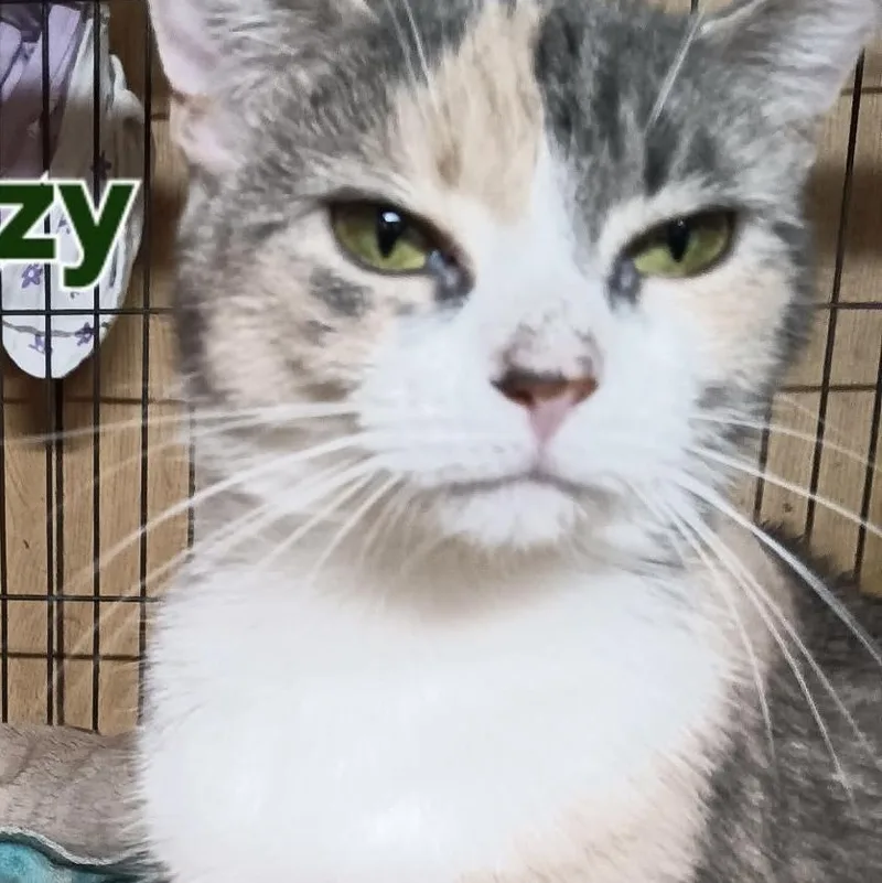 A young large-sized female Dilute Calico Domestic Short Hair cat named Lizzy for adoption in East Lansing, MI