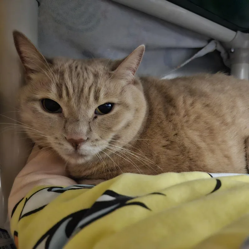 An adult extra large-sized male Orange / Red Domestic Short Hair cat named Lucky for adoption in Pittsburgh, PA
