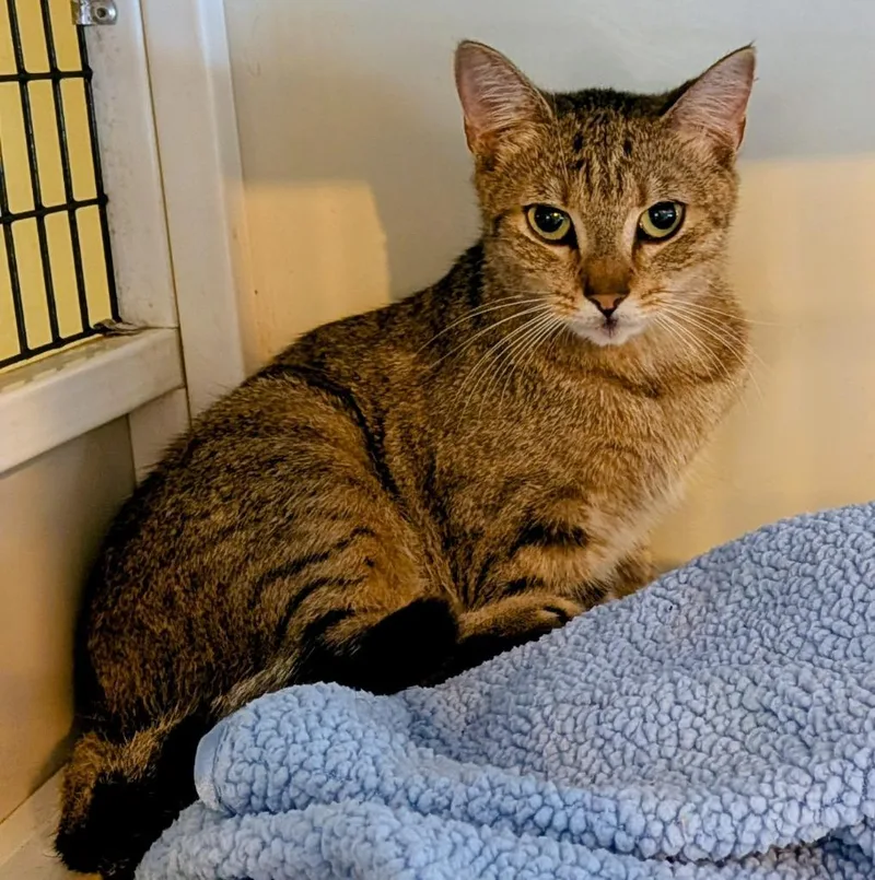 A young medium-sized female Domestic Short Hair cat named Hana for adoption in St. Augustine, FL