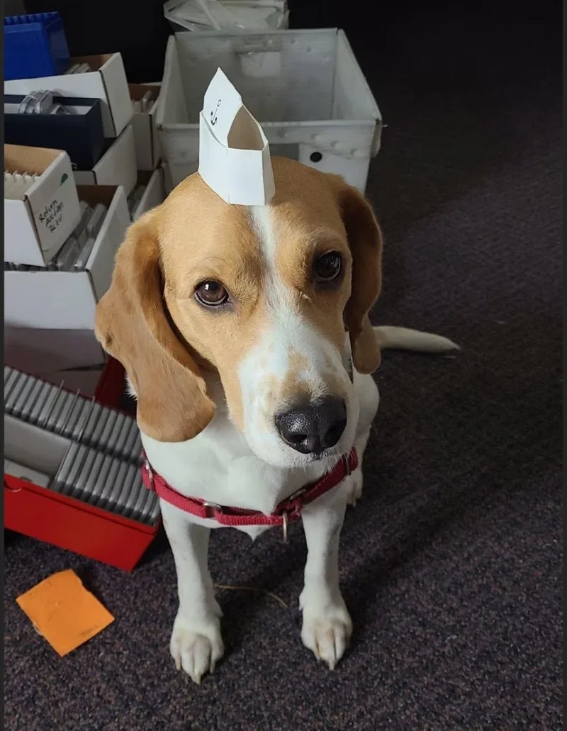 An adult medium-sized male Beagle dog named Peetie for adoption in Las Vegas, NV