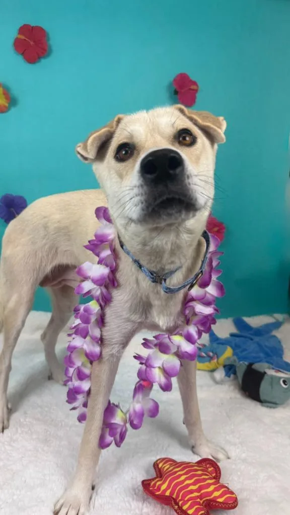A young medium-sized female Husky dog named Mahi Mahi for adoption in Phoenix, AZ