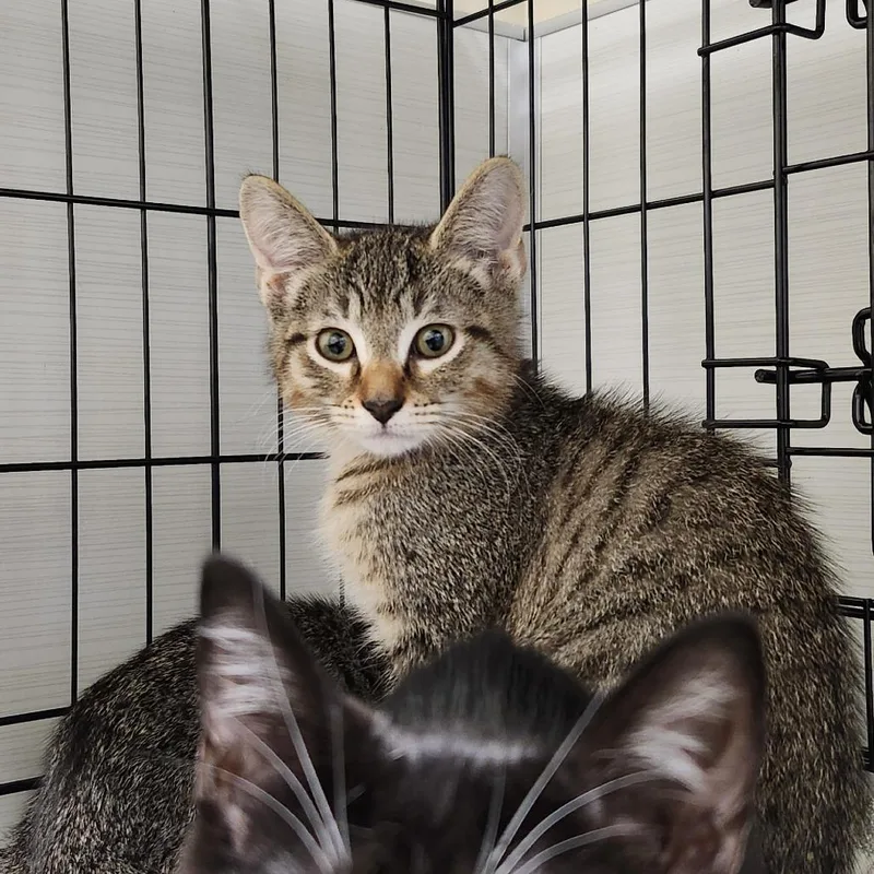 A baby small-sized male Brown / Chocolate Domestic Short Hair cat named Glow Worm for adoption in Novelty, OH