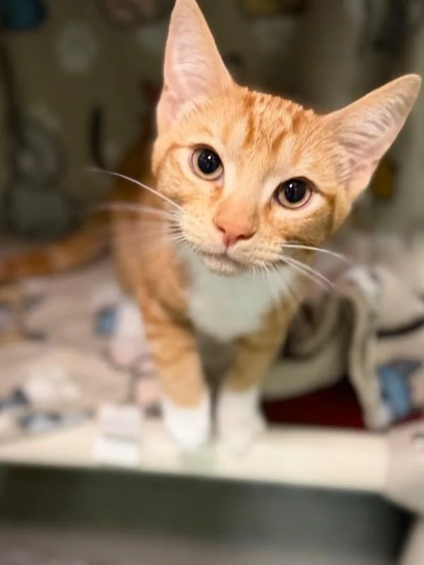 A baby medium-sized male Domestic Short Hair cat named Professor for adoption in Fruit Heights, UT