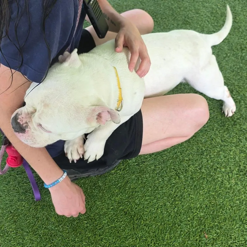 An adult medium-sized female Yellow / Tan / Blond / Fawn Mixed Breed dog named Aspen for adoption in Allentown, PA