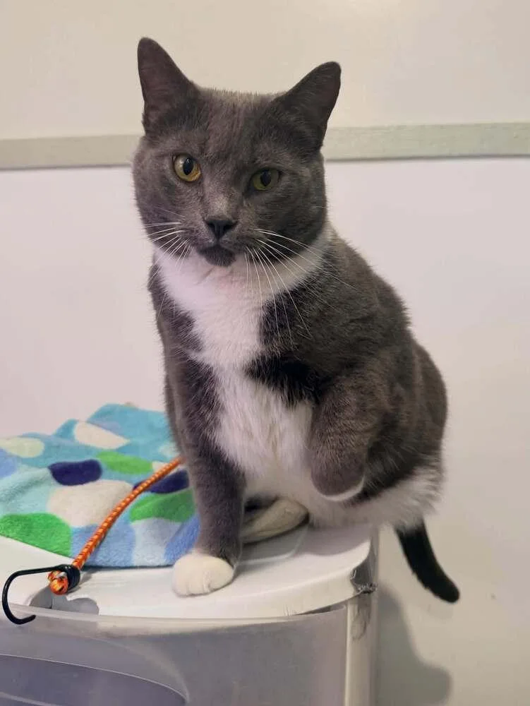 An adult medium-sized female Domestic Short Hair cat named Temperance for adoption in Cleveland, OH