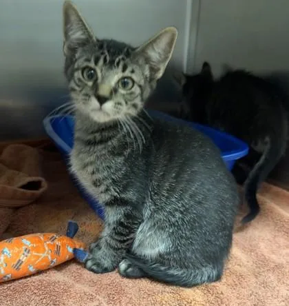 A baby small-sized male Domestic Short Hair cat named Crackle for adoption in Longmont, CO