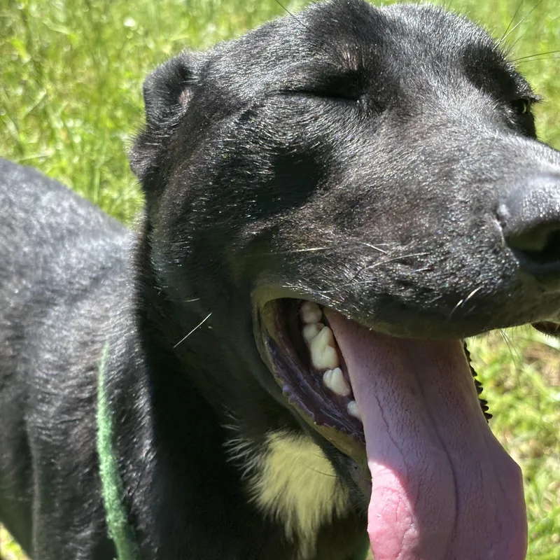 A young medium-sized male Shepherd dog named Rascal for adoption in Pearland, TX
