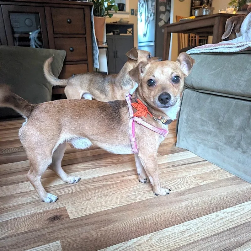 A young small-sized male Chihuahua dog named Puggles for adoption in Worcester, MA