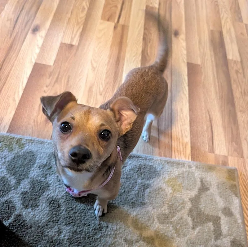 Puggles thumbnail 3