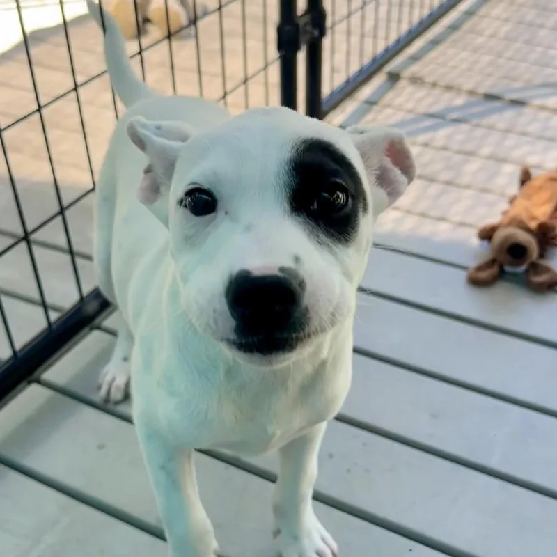 A baby medium-sized female White / Cream Mixed Breed dog named Colette Tatou for adoption in Bradenton, FL