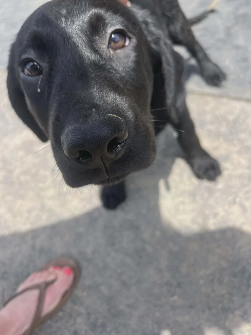 A baby medium-sized male Labrador Retriever dog named Fondue for adoption in Havertown, PA