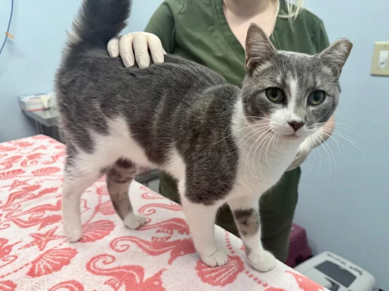 A baby medium-sized male Domestic Short Hair cat named Huckleberry Hash for adoption in Raleigh, NC