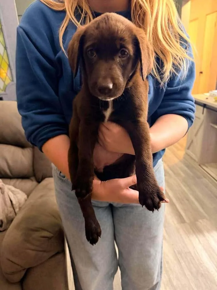 A baby large-sized female Labrador Retriever dog named Louise for adoption in Peoria, IL