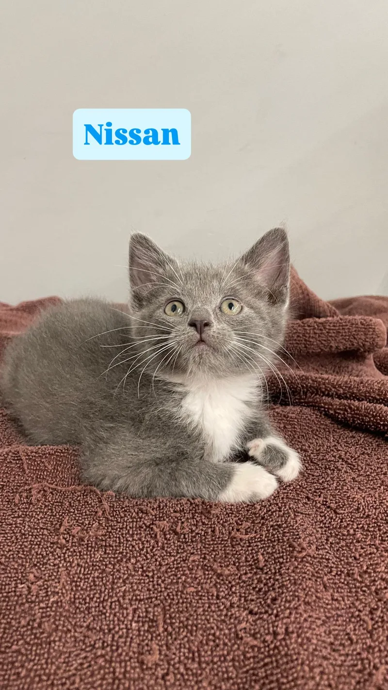 A baby medium-sized male Gray & White Domestic Short Hair cat named Nissan for adoption in Crown Point, IN