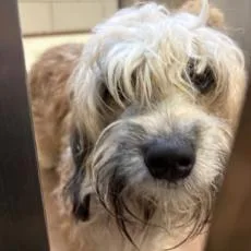 A young small-sized male Apricot / Beige Havanese dog named Linden for adoption in Brooklyn, NY