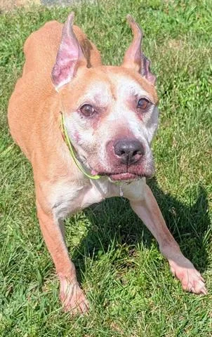 An adult medium-sized female Pit Bull Terrier dog named Melissa for adoption in Akron, OH