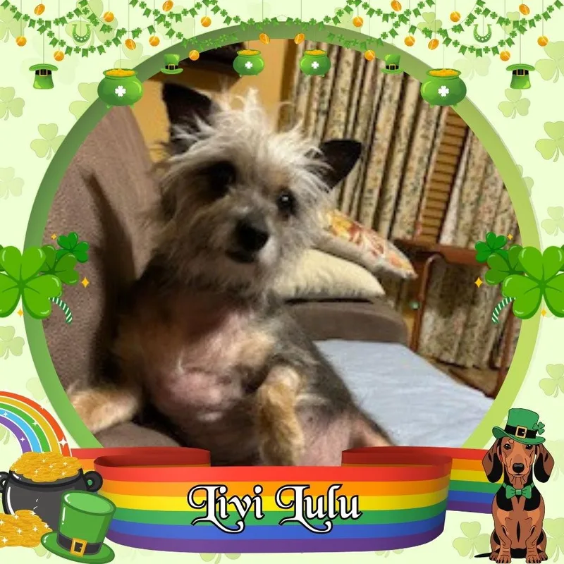 Livi Lulu thumbnail 2