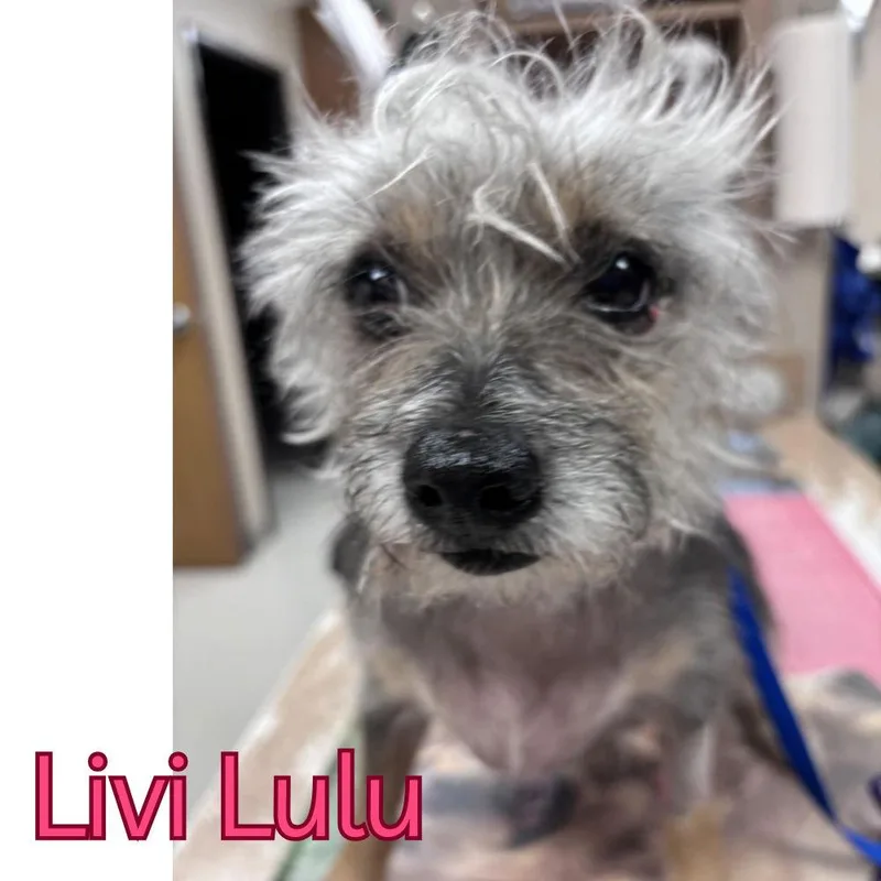 Livi Lulu thumbnail 3