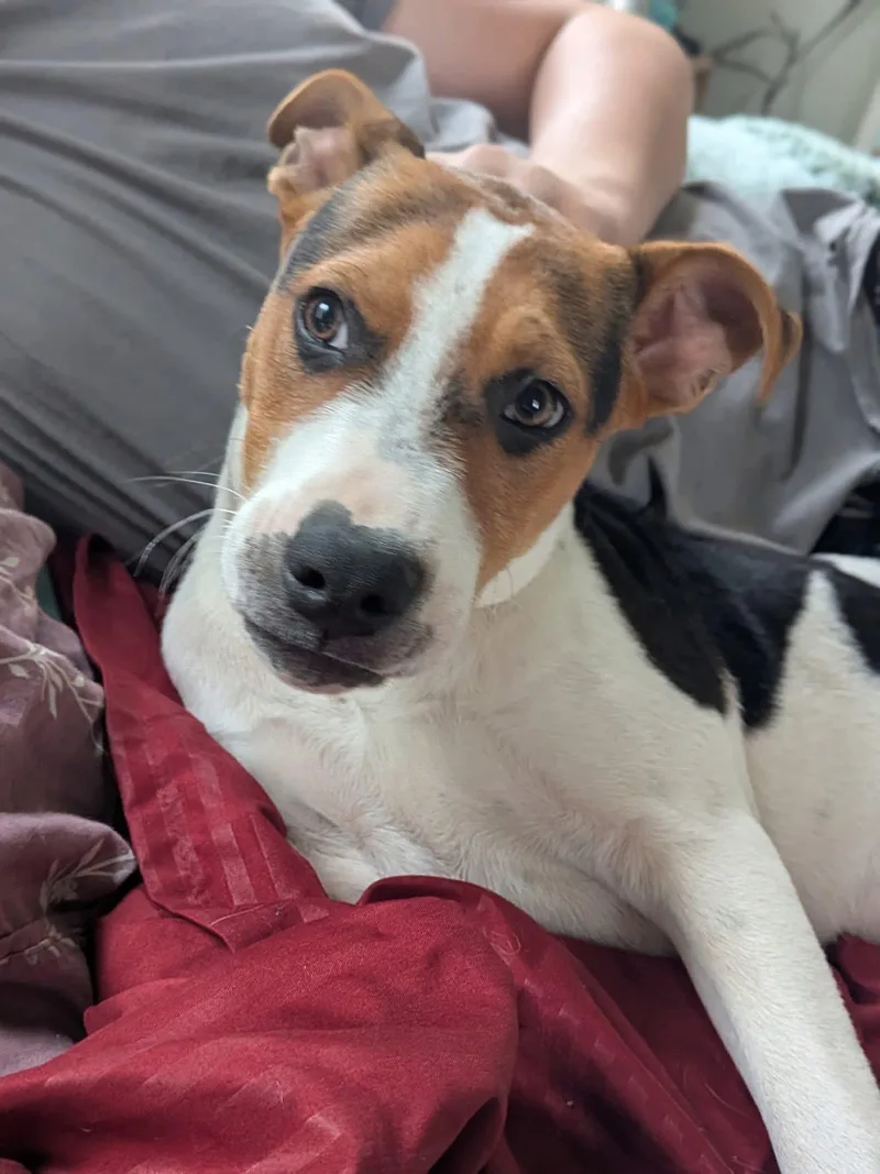 A baby medium-sized male Jack Russell Terrier dog named Cooper for adoption in Elkhorn, WI