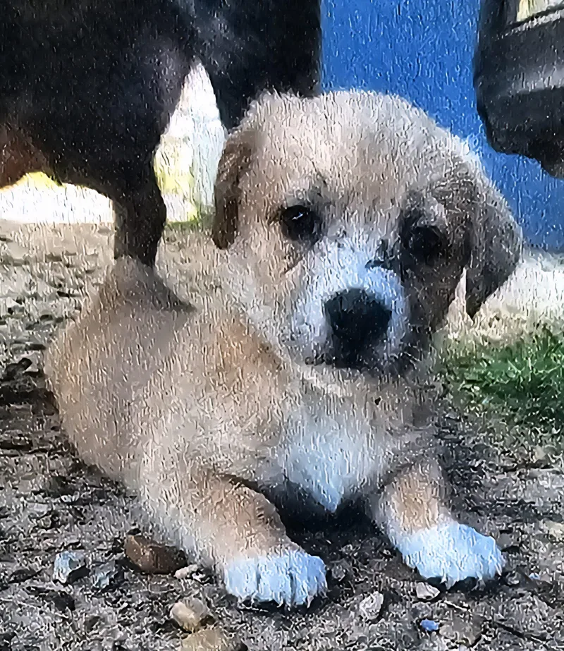 Piper Stardust thumbnail 2