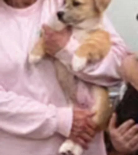 Piper Stardust thumbnail 3