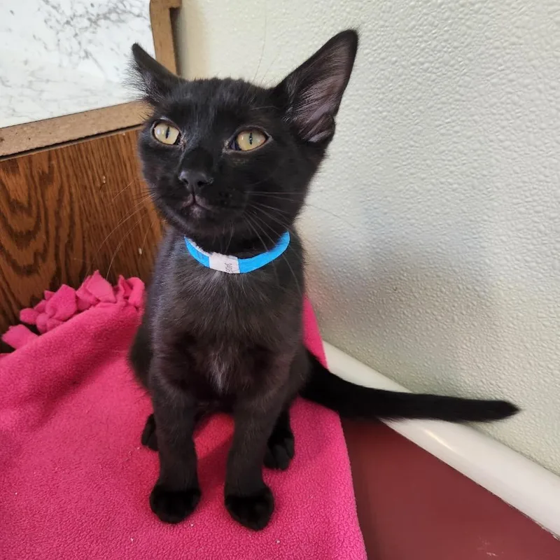 A baby medium-sized male Black Domestic Short Hair cat named Dally for adoption in Delaware, OH