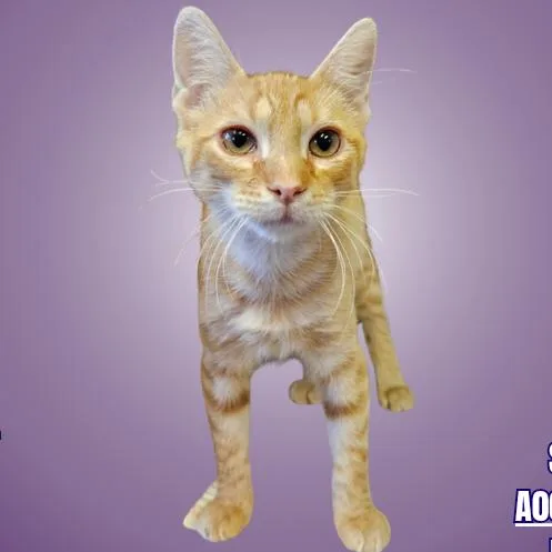A baby small-sized male Orange / Red Domestic Short Hair cat named Sanders for adoption in Austin, TX