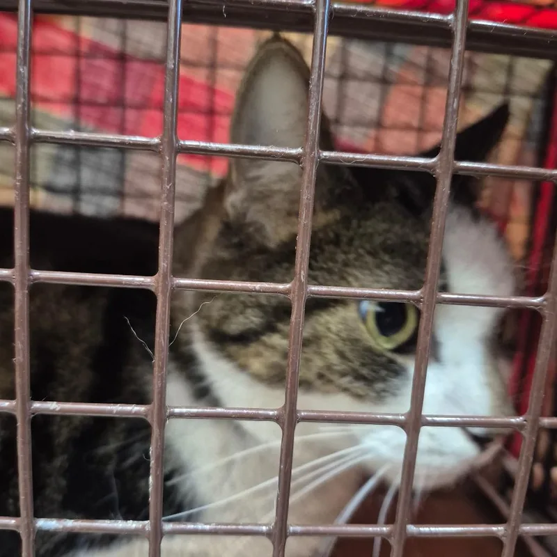 An adult large-sized female Domestic Short Hair cat named Jackie O for adoption in Newark, NJ
