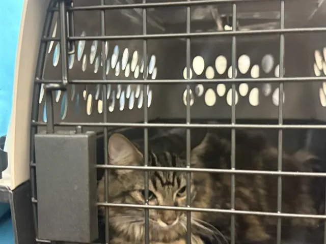 A young medium-sized female Domestic Short Hair cat named Fiesty for adoption in Colorado Springs, CO