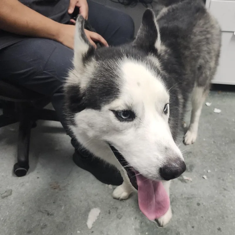 An adult large-sized male Black Husky dog named Mav for adoption in Tampa, FL