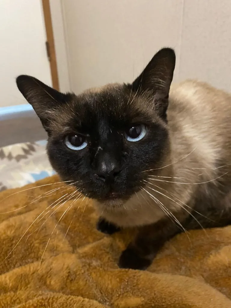 An adult large-sized male Siamese cat named Samson for adoption in Corpus Christi, TX