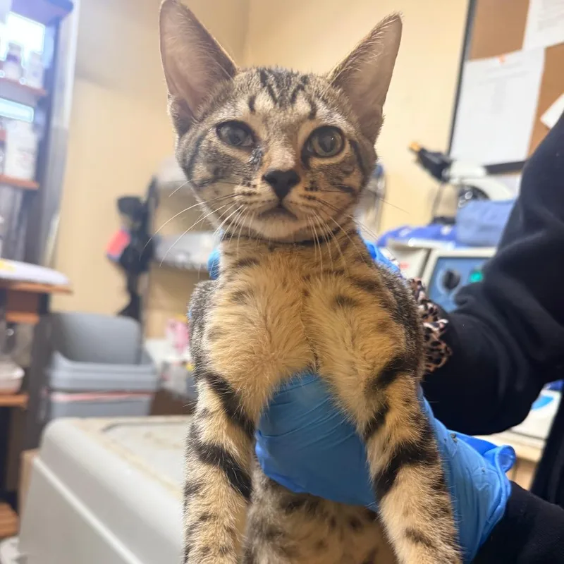 A young small-sized male Gray / Blue / Silver Domestic Short Hair cat named Boone for adoption in Corinth, MS