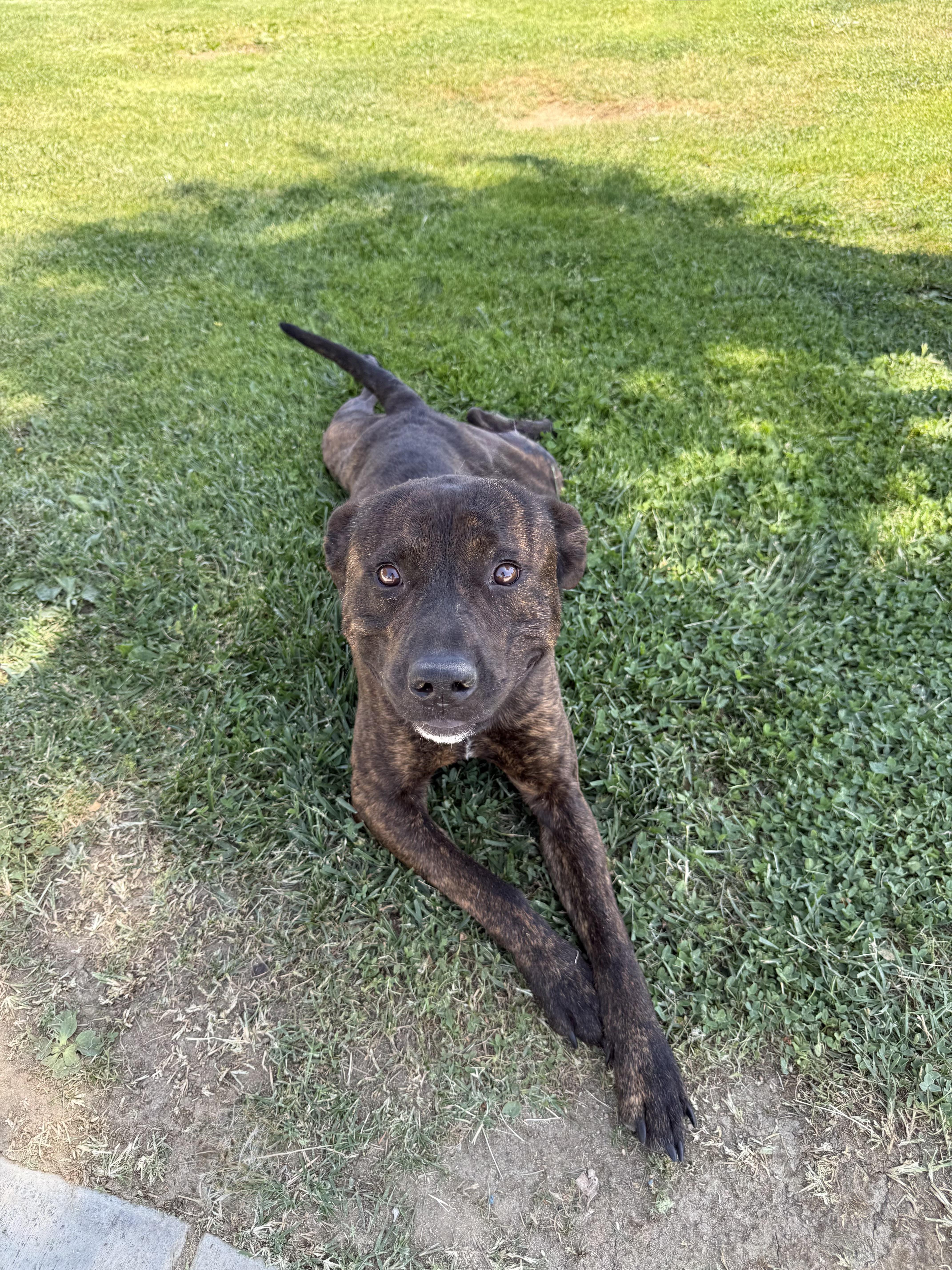A young medium-sized male Brindle Labrador Retriever dog named Miles for adoption in Woodland Hills, CA