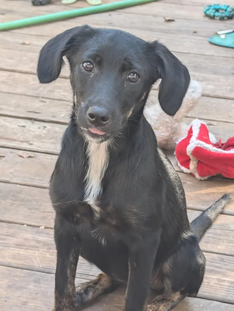 A baby medium-sized female Mixed Breed dog named Louise for adoption in Pembroke, MA